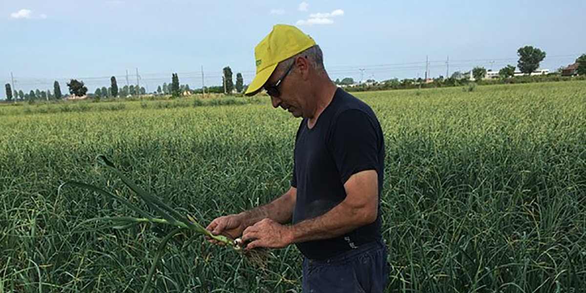 Rovigo medaglia d'argento per la coltivazione di aglio